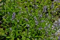 Leaves and flowers of the true peppermint, Mentha piperita, in summer, Bavaria, Germany, Europe Royalty Free Stock Photo